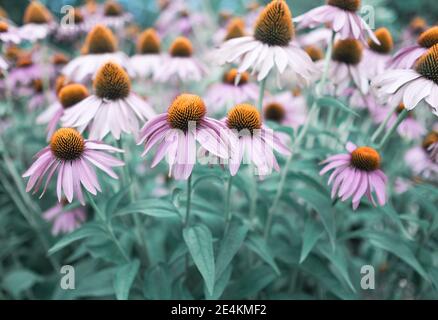 echinacea purpurea, purpurrote Blütenblume in Blüte Stockfoto