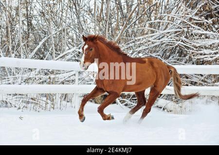 Schöne Sportpferdepisten im Winter Bauernhof Paddock Stockfoto