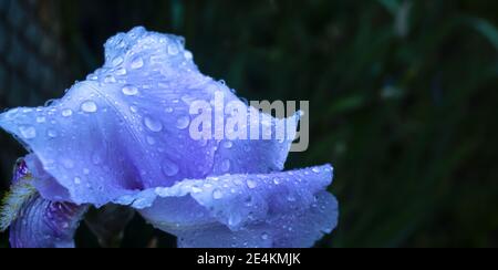 Makroaufnahme einer Blumeiris mit Wassertropfen, blühende Iris mit Wassertropfen nach Regen, Hintergrund, blau, Natur, Garten, grün, Pflanze, Blüte, Stockfoto