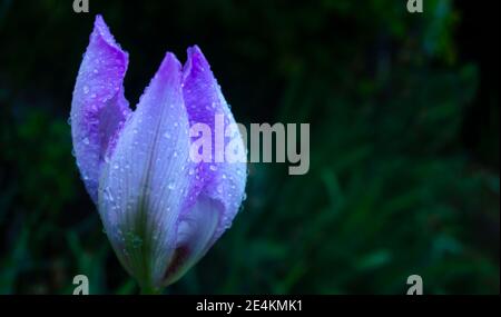 Makroaufnahme einer Blumeiris mit Wassertropfen, blühende Iris mit Wassertropfen nach Regen, Hintergrund, blau, Natur, Garten, grün, Pflanze, Blüte, Stockfoto