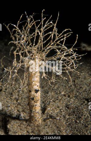 Sandmaurerwurm (Lanice conchilega) ragt aus dem Meeresboden, Großbritannien. Stockfoto