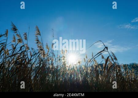 Schilfpflanzen im Hintergrund der Sonne am Huwenowsee, Meseberg Stockfoto