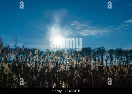 Schilfpflanzen im Hintergrund der Sonne am Huwenowsee, Meseberg Stockfoto