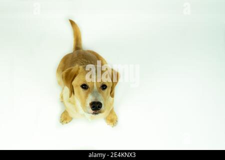Porträt eines Crossbreed Labrador Retriever Hund Welpen sitzen, Blick nach oben. Mit weißem Hintergrund Stockfoto