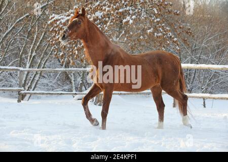 Schöne Sportpferdepisten im Winter Bauernhof Paddock Stockfoto