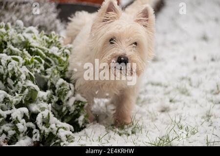 Arthur, ein West Highland Terrier, erkundet den Schnee in Kew, im Südwesten Londons, nachdem Teile Großbritanniens heute Morgen von Schnee und Eis erwacht sind, wobei sogar die Hauptstadt einen Staubstauben von Weiß bekommt. Bilddatum: Sonntag, 24. Januar 2021. Stockfoto