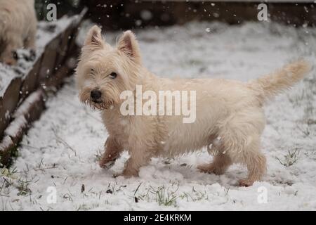 Arthur, ein West Highland Terrier, erkundet den Schnee in Kew, im Südwesten Londons, nachdem Teile Großbritanniens heute Morgen von Schnee und Eis erwacht sind, wobei sogar die Hauptstadt einen Staubstauben von Weiß bekommt. Bilddatum: Sonntag, 24. Januar 2021. Stockfoto