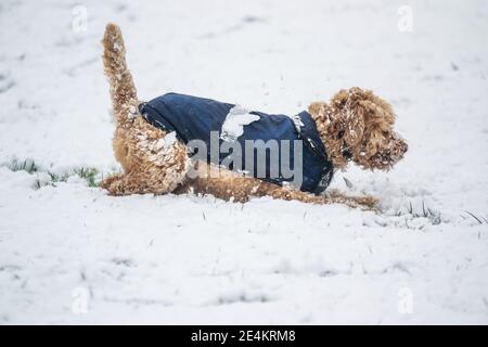 Leamington Spa, Warwickshire, Großbritannien: 24. Januar 2021:EIN kleiner, aufregendem Hund spielt am Sonntagmorgen im verschneiten Victoria Park. Kredit: Ryan Underwood / Alamy Live Nachrichten Stockfoto