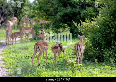 Impala Aepyceros melampus. Häufigste, zahlreichste Antilopenarten in Botswana. Gesellig, Tag und Nacht aktiv. Pflanzenfresser, grasen und stöbern. Stockfoto