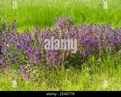 Wilde Blüten des Breitblättrigen Salbeis (lateinischer Salvia officinalis) wachsen auf einer grünen Wiese. Stockfoto