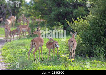 Impala Aepyceros melampus. Häufigste, zahlreichste Antilopenarten in Botswana. Gesellig, Tag und Nacht aktiv. Pflanzenfresser, grasen und stöbern. Stockfoto