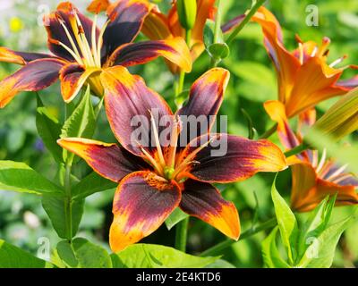 Asiatische Hybride der einfachen Samba-Lilie blüht im Garten an einem Sommertag. Stockfoto