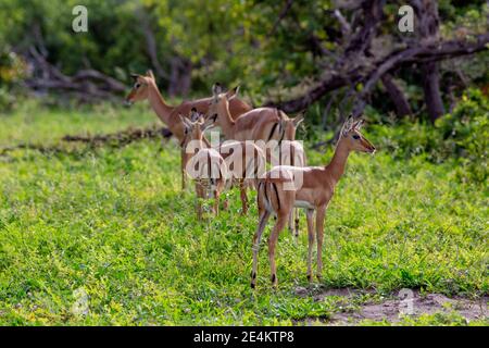 Impala (Aepyceros melampus). Weibchen, im Schatten stehend unter der Regenzeit Flush der grünen Vegetation. Rückansicht der schwarzen Markierungen am Hinterachs-Schwanz. Stockfoto