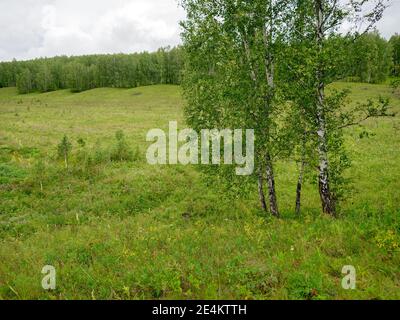 Mehrere Birken stehen an einem bewölkten Sommertag vor der Waldkulisse am Waldrand. Stockfoto