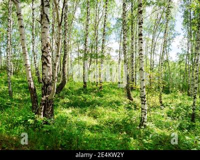 Birkenhain mit unberührtem Gras an einem sonnigen Sommertag. Stockfoto