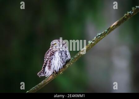 Selektiver Fokus für Foto. Eurasische Zwergeule, Glaucidium passerinum. Die Eurasische Zwergeule ist die kleinste Eule Europas Stockfoto