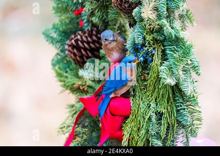 Nahaufnahme von zwei Ostbluebirds, die in einem Weihnachtskranz sitzen, einer schaut zu, während der andere die Beeren im Kranz isst. Stockfoto