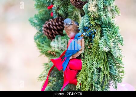 Nahaufnahme von zwei Ostbluebirds, die in einem Weihnachtskranz sitzen, einer schaut zu, während der andere die Beeren im Kranz isst. Stockfoto