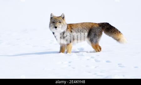 Jiuquan, Chinas Provinz Gansu. Januar 2021. Ein tibetischer Fuchs ist nach Schnee im Aksay Kasachisch Autonomen Kreis, Jiuquan, nordwestlich von Chinas Provinz Gansu, am 23. Januar 2021 abgebildet. Kredit: Gao Hongshan/Xinhua/Alamy Live Nachrichten Stockfoto