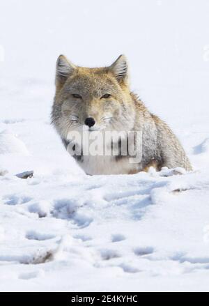 Jiuquan, Chinas Provinz Gansu. Januar 2021. Ein tibetischer Fuchs ist nach Schnee im Aksay Kasachisch Autonomen Kreis, Jiuquan, nordwestlich von Chinas Provinz Gansu, am 23. Januar 2021 abgebildet. Kredit: Gao Hongshan/Xinhua/Alamy Live Nachrichten Stockfoto