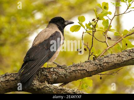 Nordeuropäische Kapuzenkrähe, Corvus corone cornix auf einem Zweig der Erle, Alnus glutinosa, in Finnland. Stockfoto