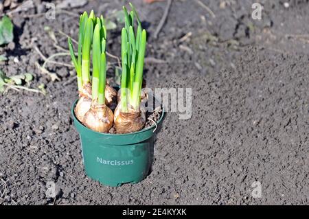 Junge Narzissen (Narcissus) Blumenzwiebeln Pflanzen in einem Topf, bereit für die Pflanzung in Gartenboden. Text für Leerzeichen kopieren. Stockfoto