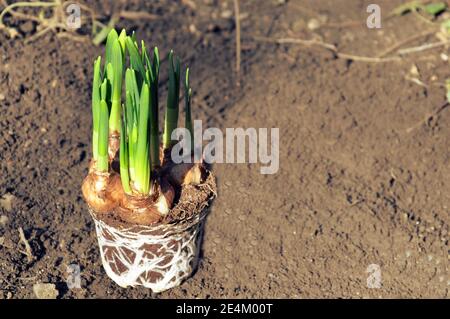 Junge Narzisse (Narcissus) Blumenpflanze Vorbereitung aus einem Topf in Gartenboden transplantiert werden. Text für Leerzeichen kopieren Stockfoto