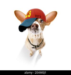 Cool Casual Look chihuahua Hund trägt eine Baseballmütze oder Hut, sportlich und fit, isoliert auf weißem Hintergrund Stockfoto