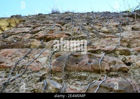Die Wurzeln der Weinstöcke werden an einer Steinmauer erstickt. Stockfoto