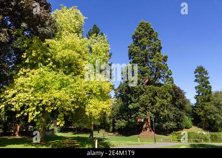 Der Giant Redwood Baum, gepflanzt durch die Familie Rothschild im Jahre 1856, Tring Memorial Gardens, Tring, Hertfordshire, UK. Stockfoto