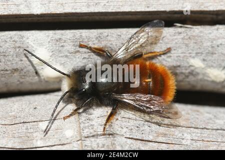 Nahaufnahme einer männlichen gehörnten Maurerbiene, Osmia cornuta, die sich in der Sonne aufwärmt. Stockfoto