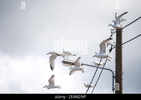 Möwen, die von Stabtelegraphen abheben, leuchten Pfosten-Schwarm Von Vögeln in himmelgrauen Wolken am Meer mit Möwen Fliegen und sitzen auf Draht und Straße Stockfoto