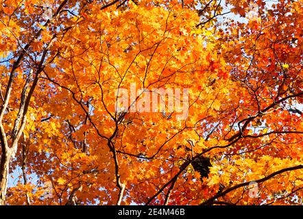 Herbst Ahorn Blätter Hintergrund. Zweige des herbstlichen roten Ahorns. Blätter auf dem Ahornbaum-Ast, die im Herbst rot und orange werden. Stockfoto