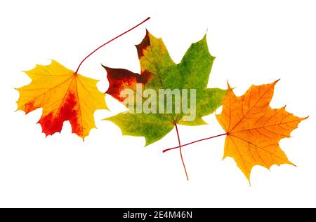 Herbst Ahornblatt isoliert auf weißem Hintergrund. Ahornblätter Stockfoto