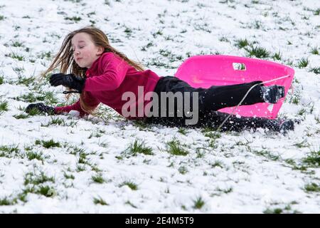 Chippenham, Wiltshire, Großbritannien. Januar 2021. Als Chippenham Bewohner zu ihrem ersten Schnee des Jahres aufwachen, wird ein junges Mädchen in einem lokalen Park in Chippenham abgebildet, als sie von ihrem Schlitten fällt. Quelle: Lynchpics/Alamy Live News Stockfoto