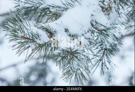 Schneebedeckter Kiefernzweig im Winter im Wald Stockfoto