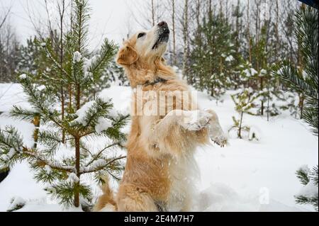 Cute golden Retriever Hund steht auf Hinterbeinen draußen im Winter. Viel Schnee. Bäume im Hintergrund. Stockfoto