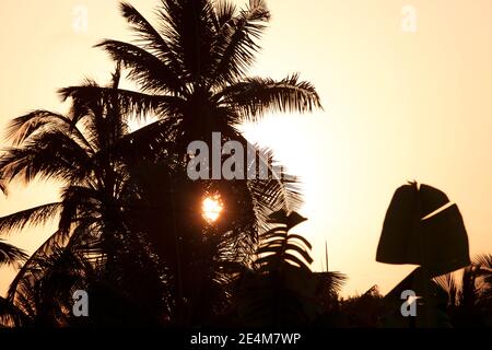 Tropischer Sonnenuntergang, dunkle Silhouetten von Kokopalmen mit orangefarbenem, gelbem Himmel, Sonne hinter den Palmen. Tropischer Hintergrund, Sansibar. Stockfoto