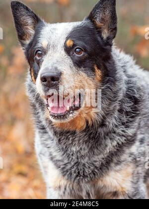 Liebenswert gesund aktiven erwachsenen australischen Arbeitshund steht gegen den Herbst Waldhintergrund Stockfoto