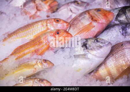 Frischer roher Fisch abwechslungsreich (rote Meeräsche, Seebarsch, Brassen), bestellt und in Eis gelegt, bereit zu kochen, in Schaufenster von Restaurant oder Markt Stockfoto
