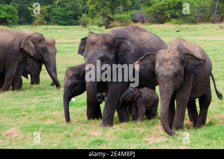 Zwei Gruppen von asiatischen Elefanten mit Babys bei Minniya National Park in Sri Lanka Stockfoto