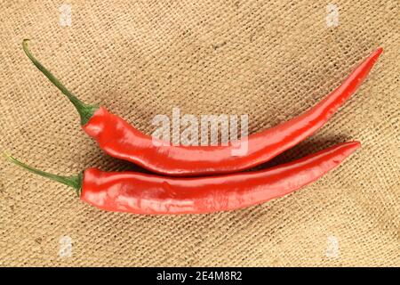 Zwei Schoten reifer, leuchtend roter, frischer Paprika auf Jute-Stoff. Stockfoto