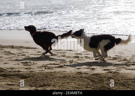 Zwei Hunde laufen am Strand Stockfoto