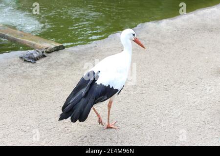 Hintergrund Weißstorch Spaziergänge auf dem Sand Stockfoto