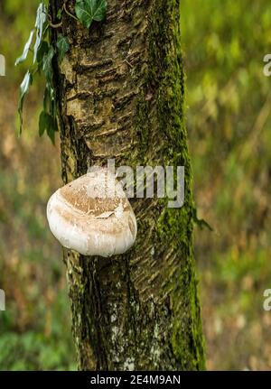 Birke Polypore auf Silber Birken im Wald Stockfoto