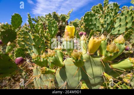 Grüne Pflanzen Kaktus Birne oder Nopal (auch genannt opuntia ficus-indica, Feige opuntia, Barbary Feige, spineless, stachelig, chumbera) mit gelben Blüten und pu Stockfoto