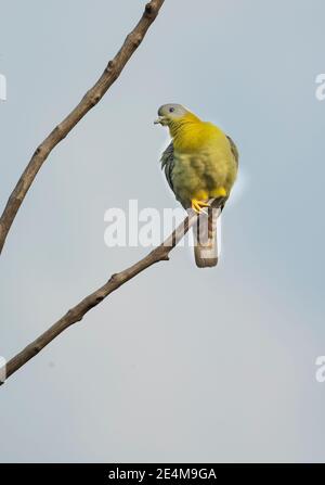 Gelbfußtaube (Treron phoenicopterus) Stockfoto