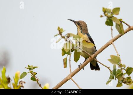 Lila Sonnenvogel (Cinnyris asiaticus), unreifes Männchen Stockfoto