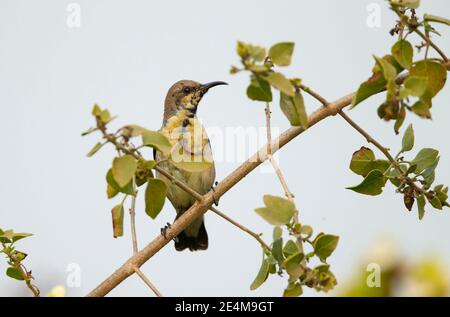 Lila Sonnenvogel (Cinnyris asiaticus), unreifes Männchen Stockfoto