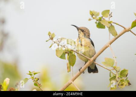 Lila Sonnenvogel (Cinnyris asiaticus), unreifes Männchen Stockfoto